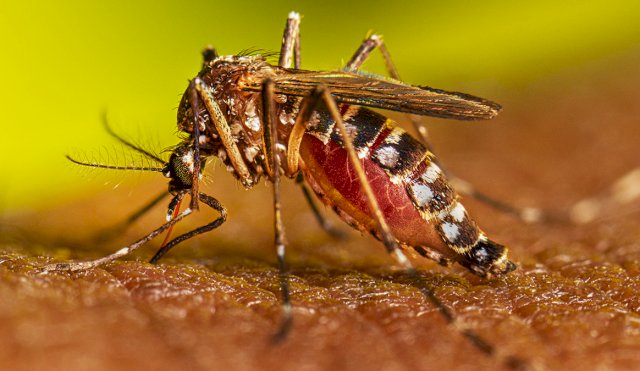 DENGUE
